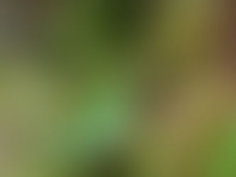 Ranita de Darwin en musgo