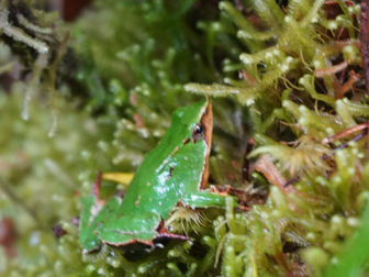 Ranita de Darwin en musgo