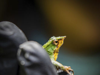 Darwins frog