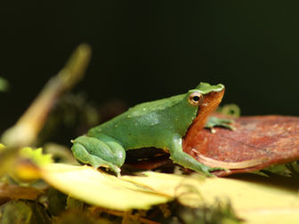 Plan RECOGE de las ranitas de Darwin y Estrategia Rhinoderma: fortaleciendo la información para la evaluación ambiental