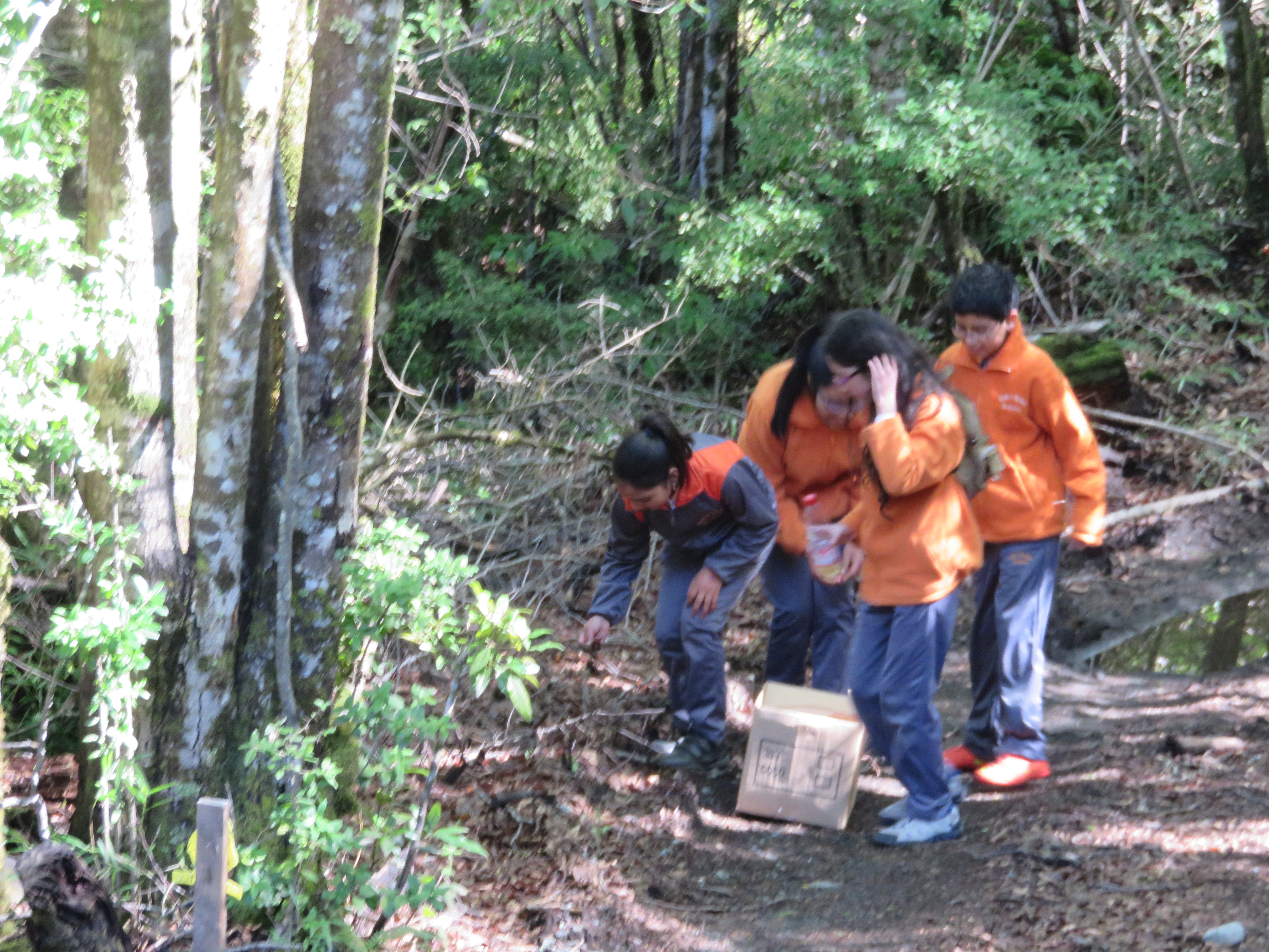 Limpiando el bosque