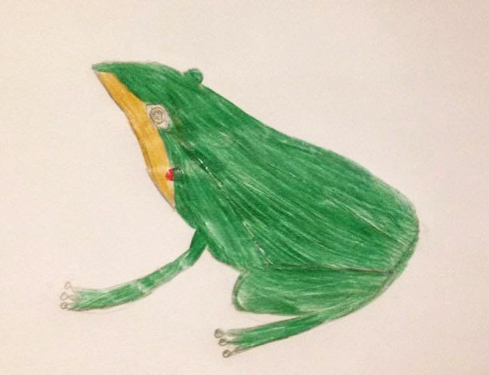 Concurso 'Dibuja a la ranita de Darwin'