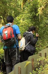 una mujer seguida por un hombre, ambos de espalda con mochilas, caminan en el bosque