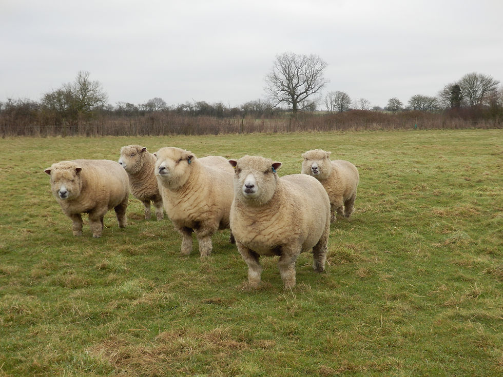 Thumbnail: East Anglian Rare Breed Roving