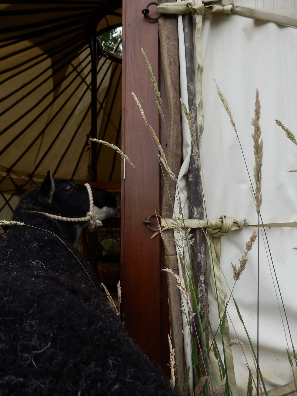 Thumbnail: 'Gilbert' Badger Face Torwen