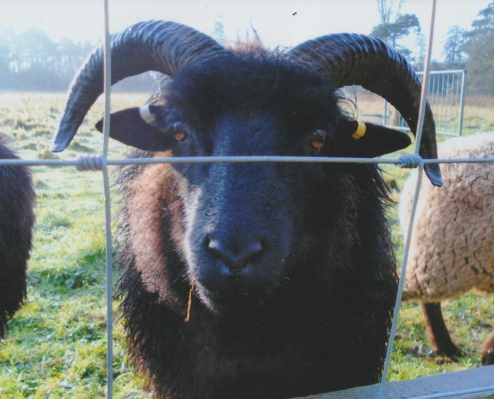 Thumbnail: East Anglian Rare Breed Roving