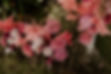 wedding flowers