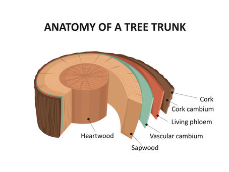 Diagram illustrating the cross-section of a tree trunk, showing the bark, cambium, sapwood, heartwood, and growth rings, with a focus on the vascular system.