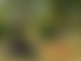 Split image showing incorrect 'volcano mulching' on left with a dark mulch pile against a tree trunk in a Jacksonville backyard, causing rot. On the right, correct 'mulch donut' with pine straw pulled away from the tree's root flare, demonstrating healthy tree mulching by Duval Tree & Mulch.