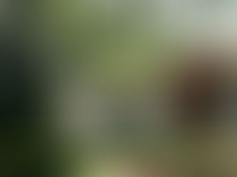 A large, uprooted tree that has fallen on a house, causing catastrophic roof damage during a hurricane.