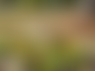 Help! Why Are My Flowers Dying? A Jacksonville Pro's 5-Point Checklist