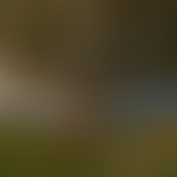 🌩️ Jacksonville's Annual Haircut: Why Pruning in Summer is a Safety Must