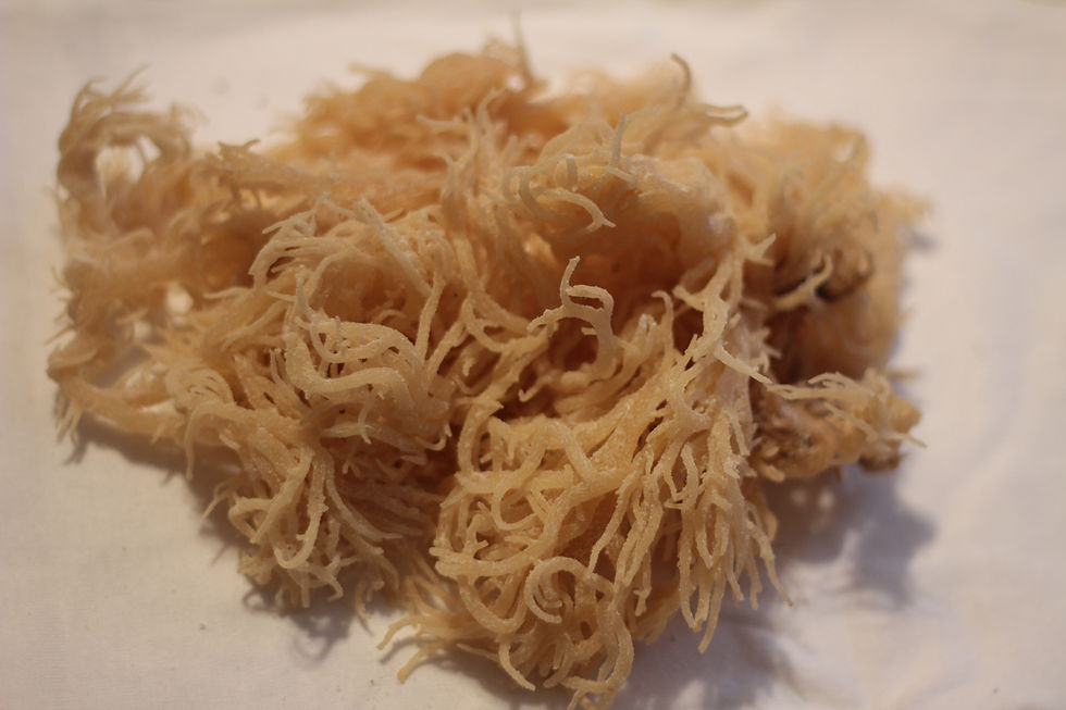 Widcrafted Sea Moss -3oz