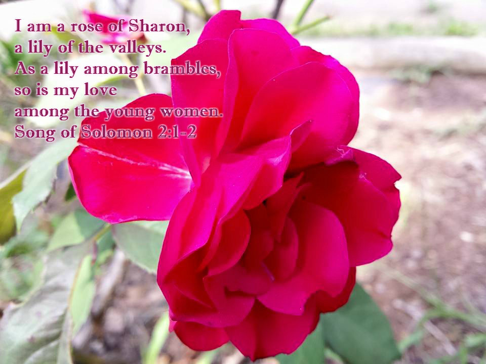 The “little foxes” can be anything that SEEMS fairly harmless: from secret sins, to false prophets that surround us in the Christian media today. Most of their false prophecies seem like harmless, trivial rubbish: but they are perverting the true Gospel of Christ.