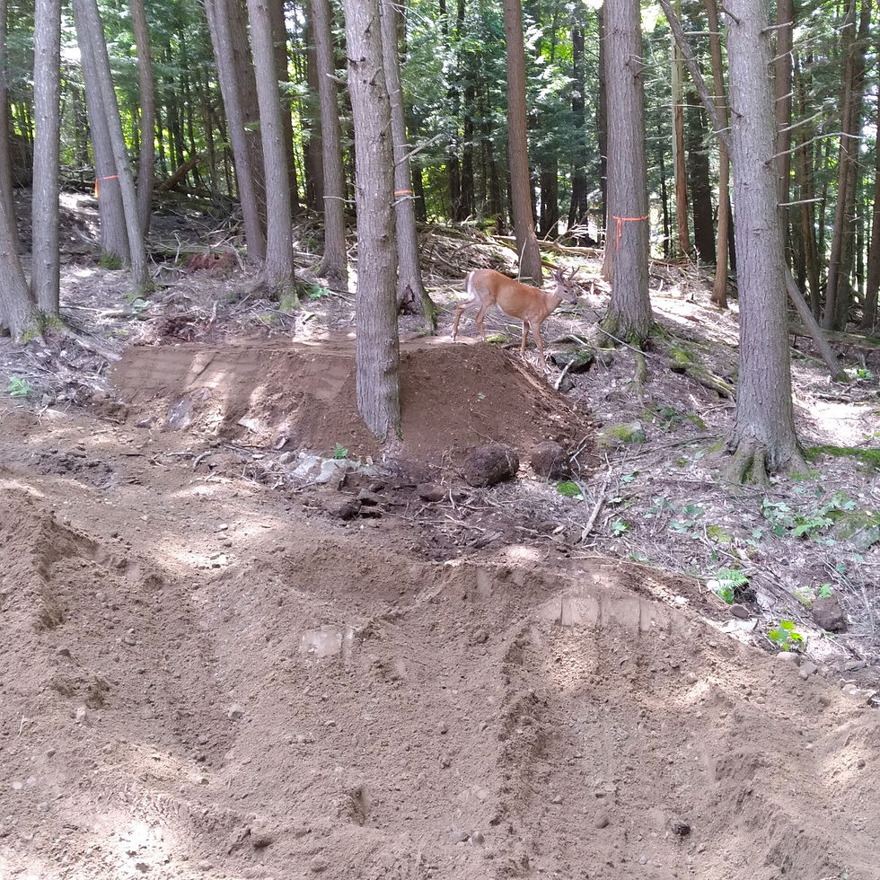 Site Excavation with Deer