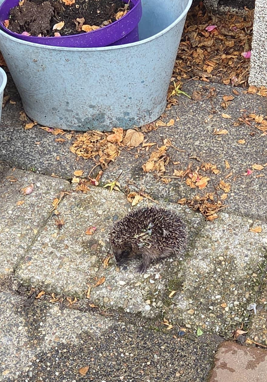Egeltje met vliegen op wondje