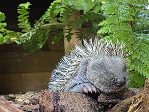 Eerste baby egeltje van het seizoen is er!