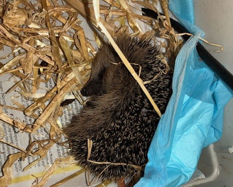 Egeltjes met Cryptosporidium en Giardia – onze eerste gerichte behandeling