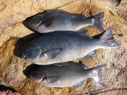 明間会員が釣った釣果、他の魚も４２～４３㎝あります