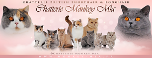Bannières de la chatterie monkey mia