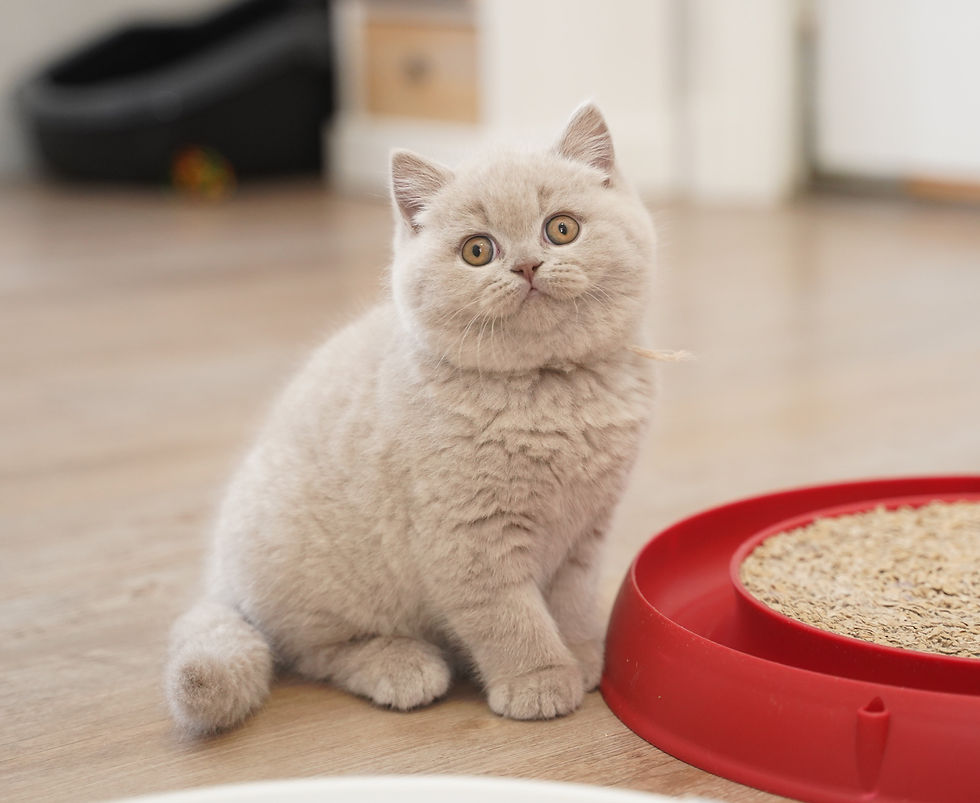 Femelle british shorthair lilas Lady