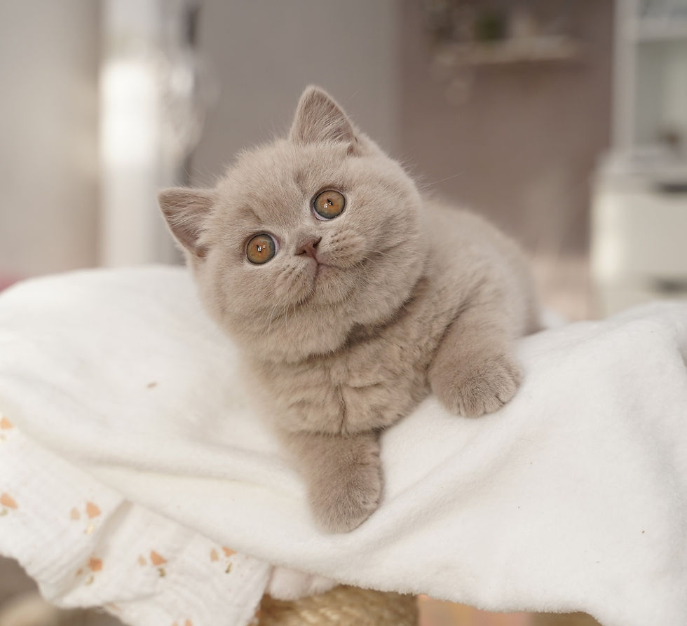 Femelle british shorthair lilas Lady