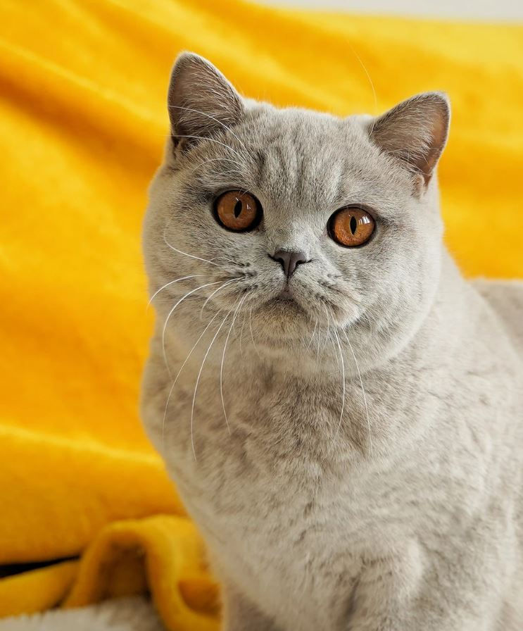 Femelle british shorthair lilas Ladyre