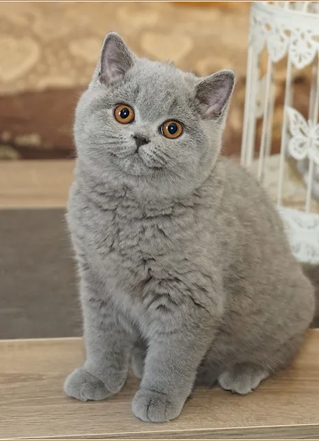 Chatons British Shorthair Et Longhair