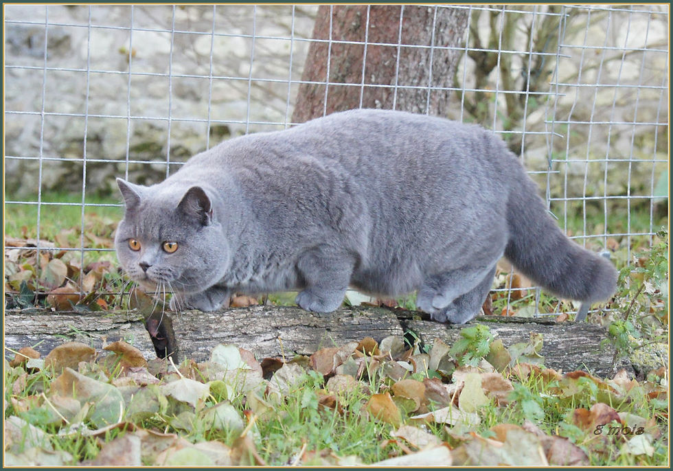 Orion British shorthair mâle bleu