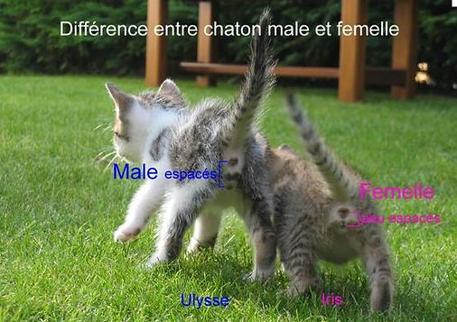Déterminer le sexe d’un chaton