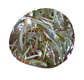 eucalyptus blue mallee - eucalyptus polybractea - australian essences