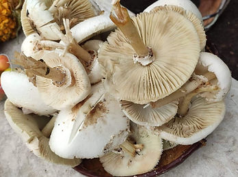 DTV-OI_Chlorophyllum_molybdites.jpg