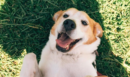 Amigo de Aluguer: quando receber visitas já não precisa de pôr o cão de "castigo"