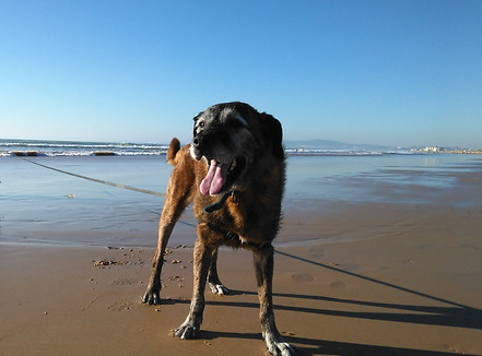 Cãominhada - passeios pela serra e pela praia com o seu cão