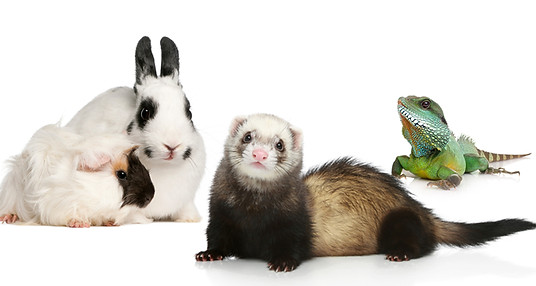 novos animais de companhia, animais exóticos - pet sitting especializado