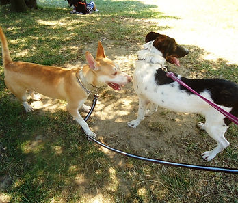Dog Walking - passear o cão deixou de ser um problema!
