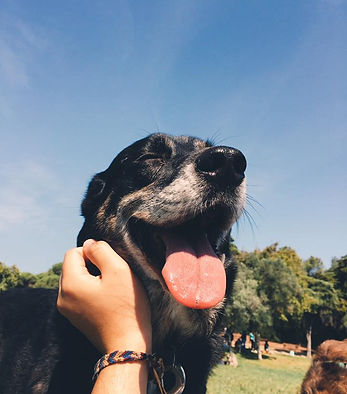 Dog Walking - passear o cão deixou de ser um problema!