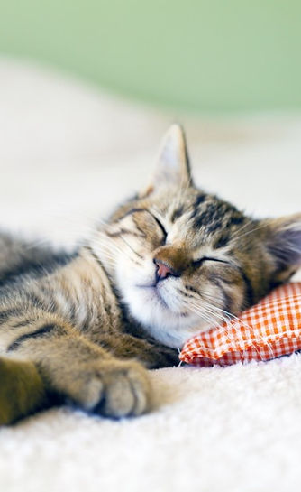serviço de Pet Sitting ao domícilio - serviço personalizado e de confiança para quando vai de férias ou tem de viajar