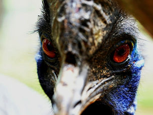 ייתכן שבני אדם קדומים גידלו ציפורים קטלניות לפני 18,000 שנה