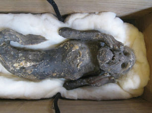 מדענים מנסים לפענח את התעלומה של "בתולת ים" חנוטה