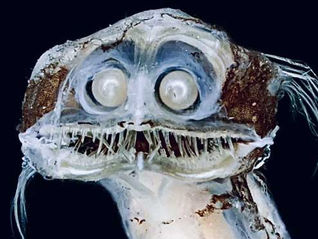 הכירו את דג הטלסקופ, הטורף המוזר ביותר באוקיינוס