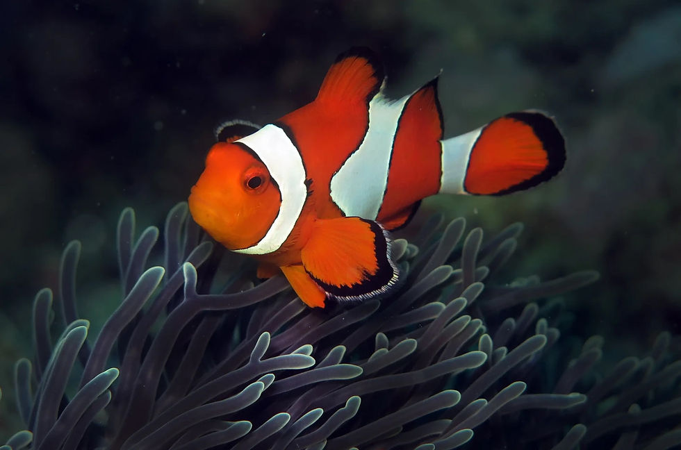ree