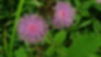 מימוזה ביישנית (Mimosa Pudica)