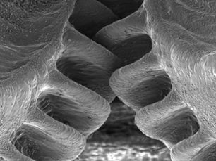 'גלגלי שיניים' מתפקדים נצפו לראשונה בטבע