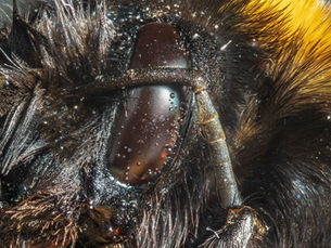 מדענים מפצחים את סודות הראייה של הדבורה