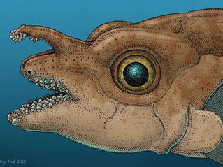 החיוך שעל המצח: סודו של הדג שמצמיח שיניים אמיתיות על הראש