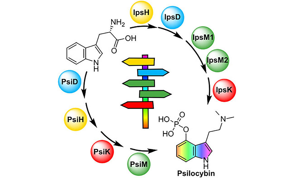 פטריות "למדו" פעמיים, באופן בלתי תלוי, כיצד לייצר את הפסילוציבין - התוצר הטבעי האיקוני של פטריות הקסם / Schäfer et al., Angewandte Chemie (2025)