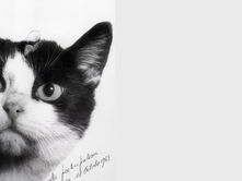 זוכרים את פליסאט, החתולה היחידה שאי פעם יצאה לחלל