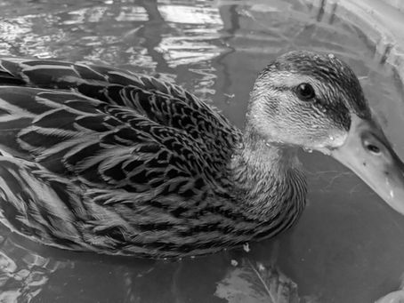 Poimen and the Pandemic