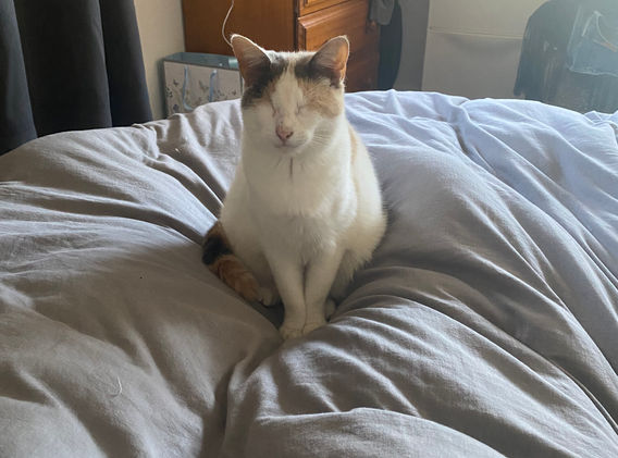 マジェスティックソフィー